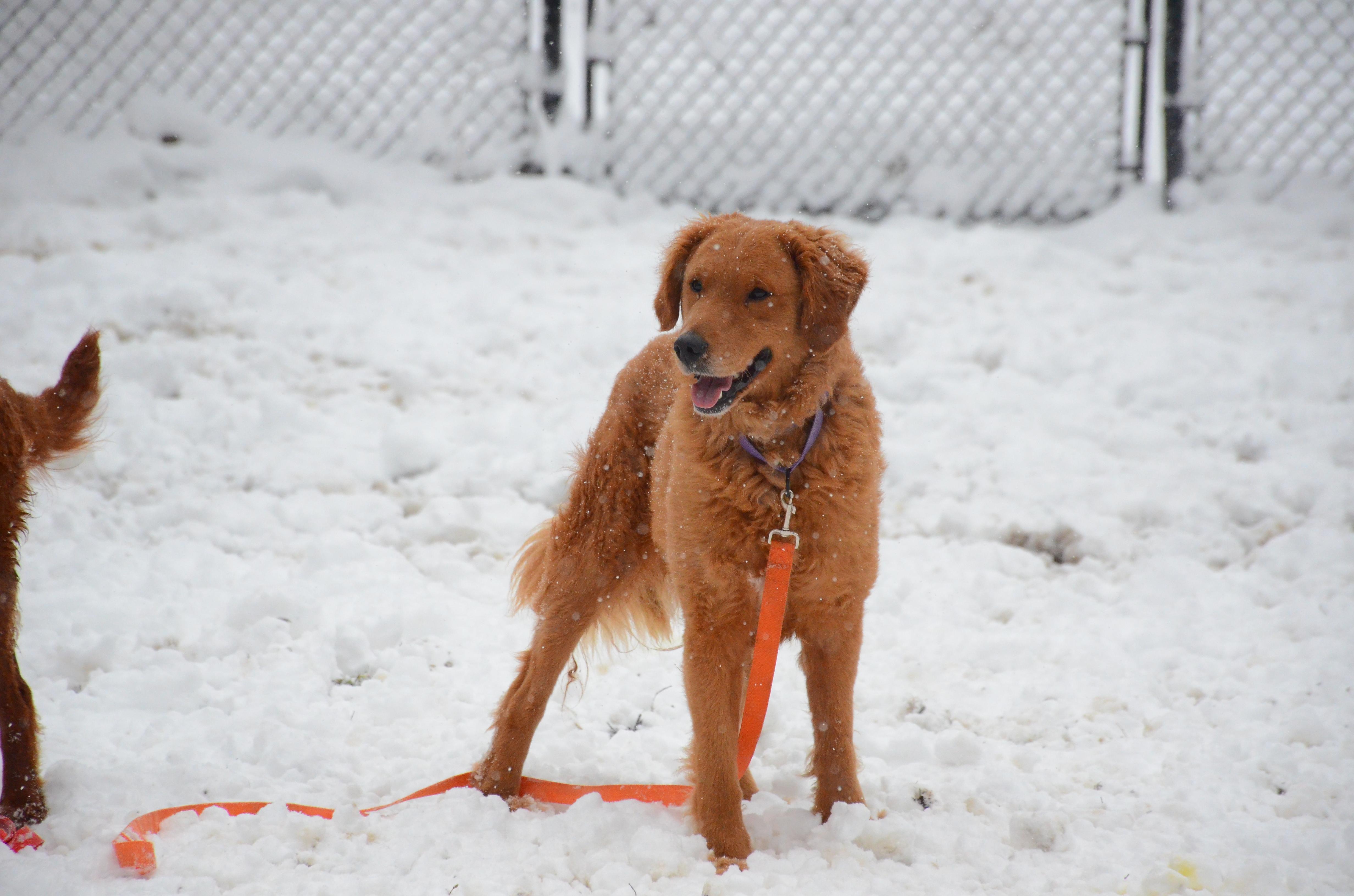 Jawbo, Adoptable, Adult Male Goldendoodle & Aussiedoodle.