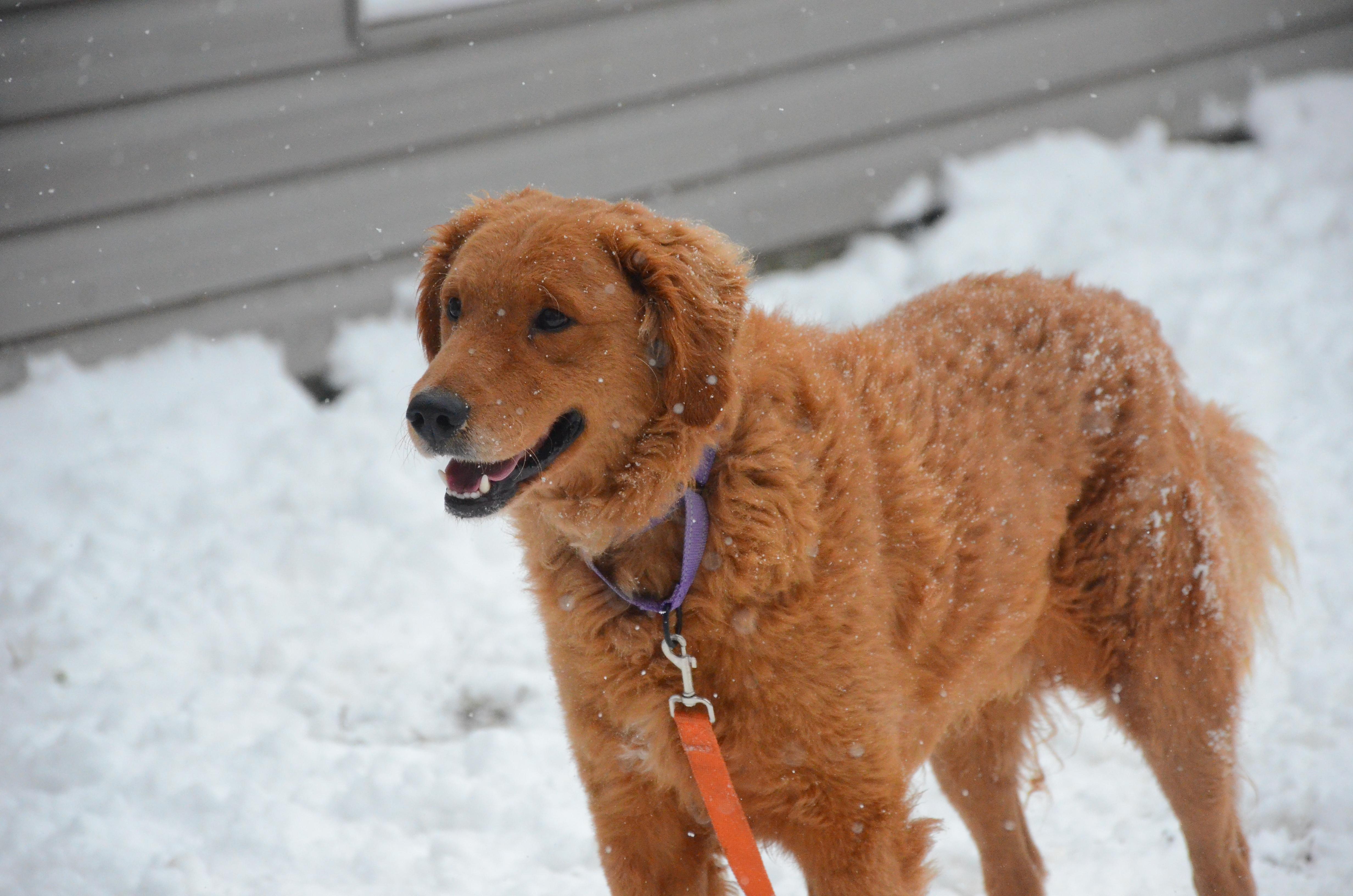 Enlarge Jawbo, a Adoptable mixed breed in Montreal, QC image 2/5