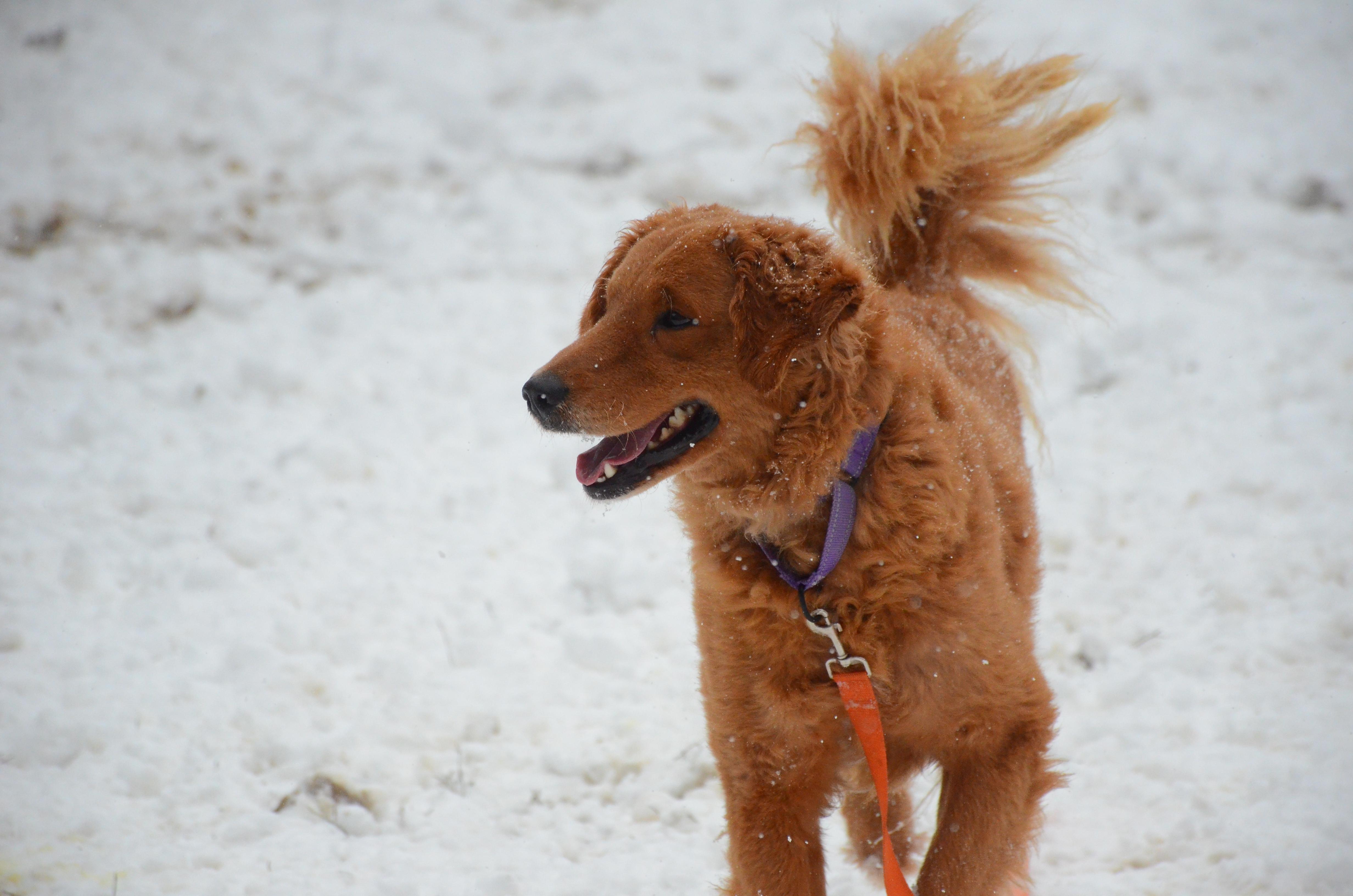 Enlarge Jawbo, a Adoptable mixed breed in Montreal, QC image 3/5