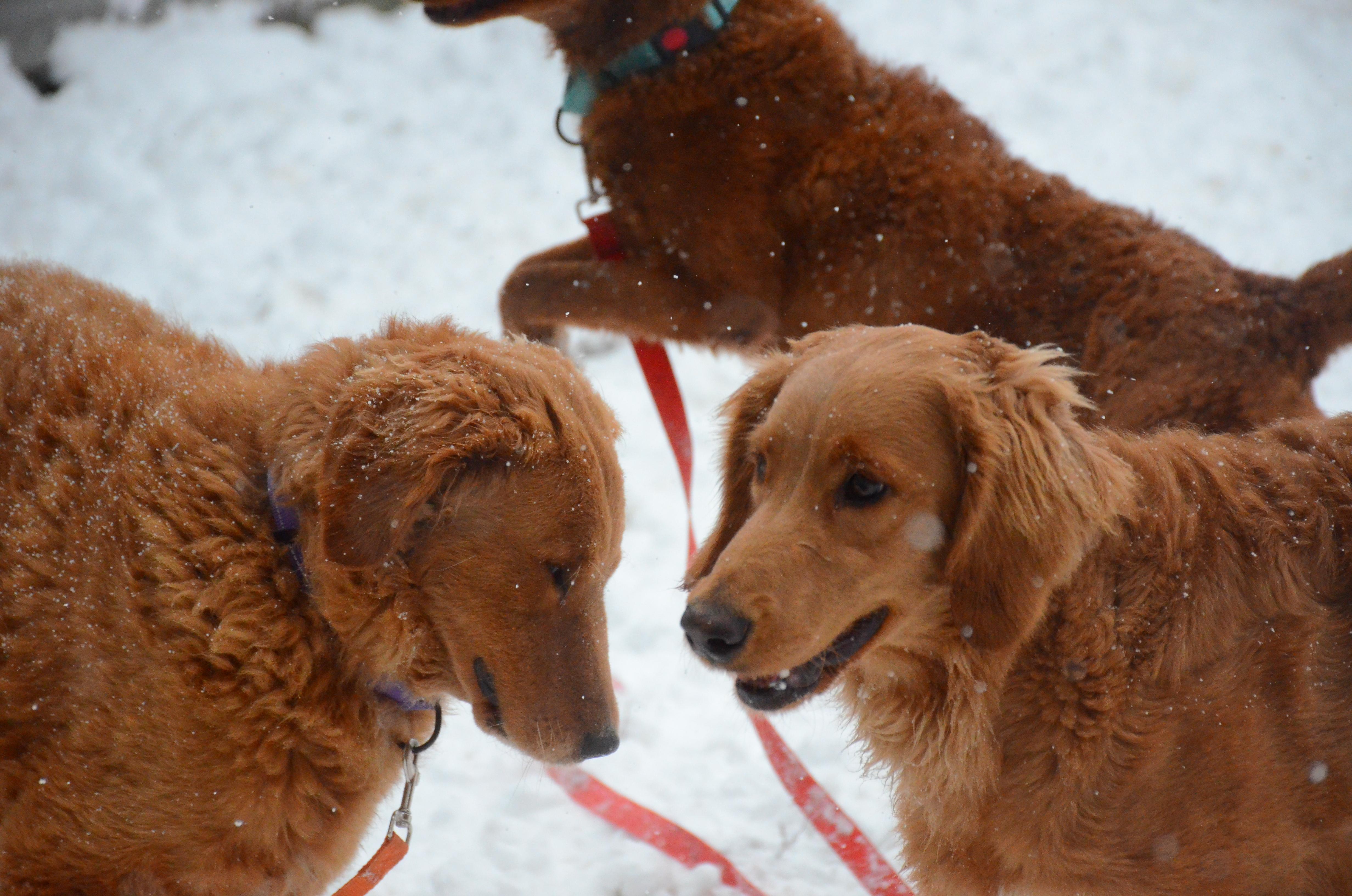 Enlarge Jawbo, a Adoptable mixed breed in Montreal, QC image 4/5
