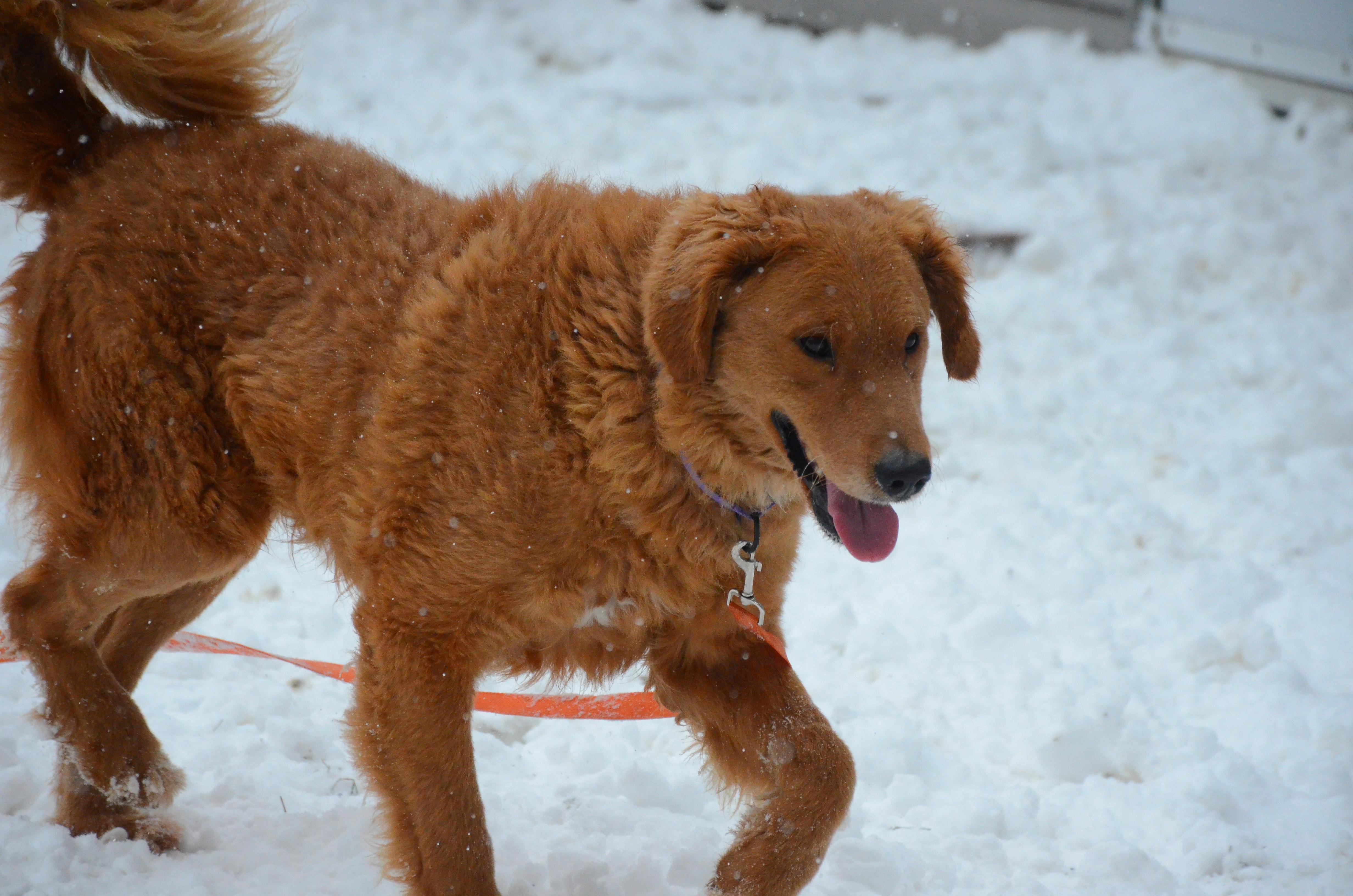 Enlarge Jawbo, a Adoptable mixed breed in Montreal, QC image 5/5
