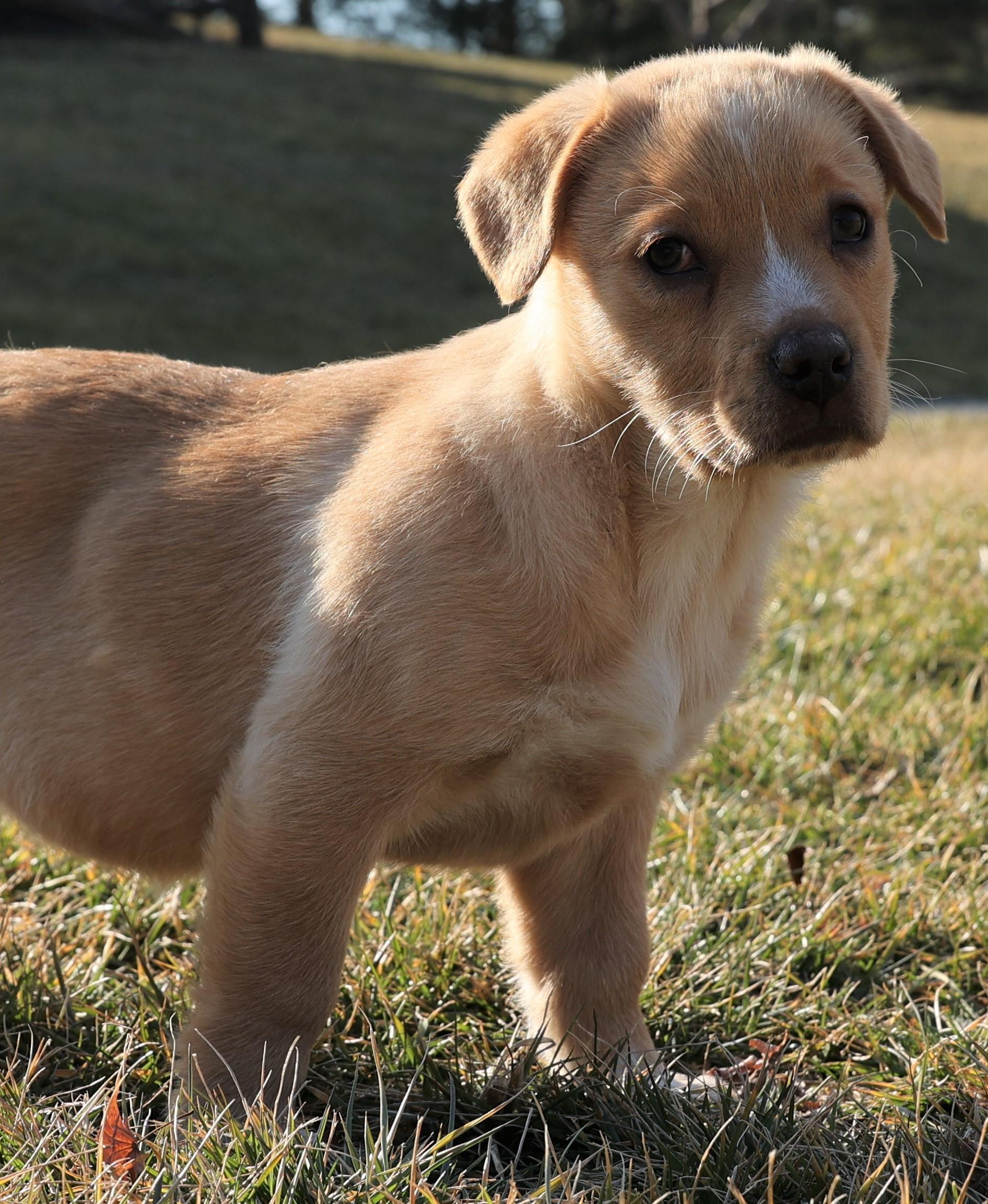Karma-Available www.lhar.dog to apply! , adoptable, Puppy Female Labrador Retriever & Hound.