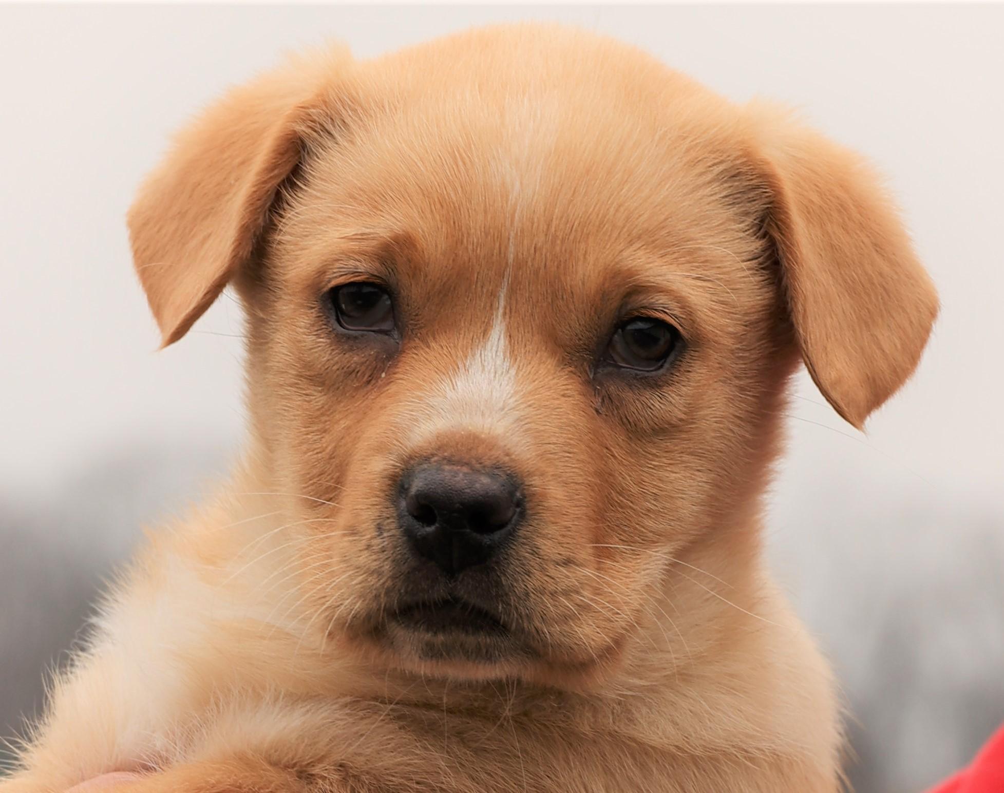 Enlarge Karma-Available @Petsmart 3/1! www.lhar.dog to apply! , an adoptable mixed breed in Frederick, MD image 1/5