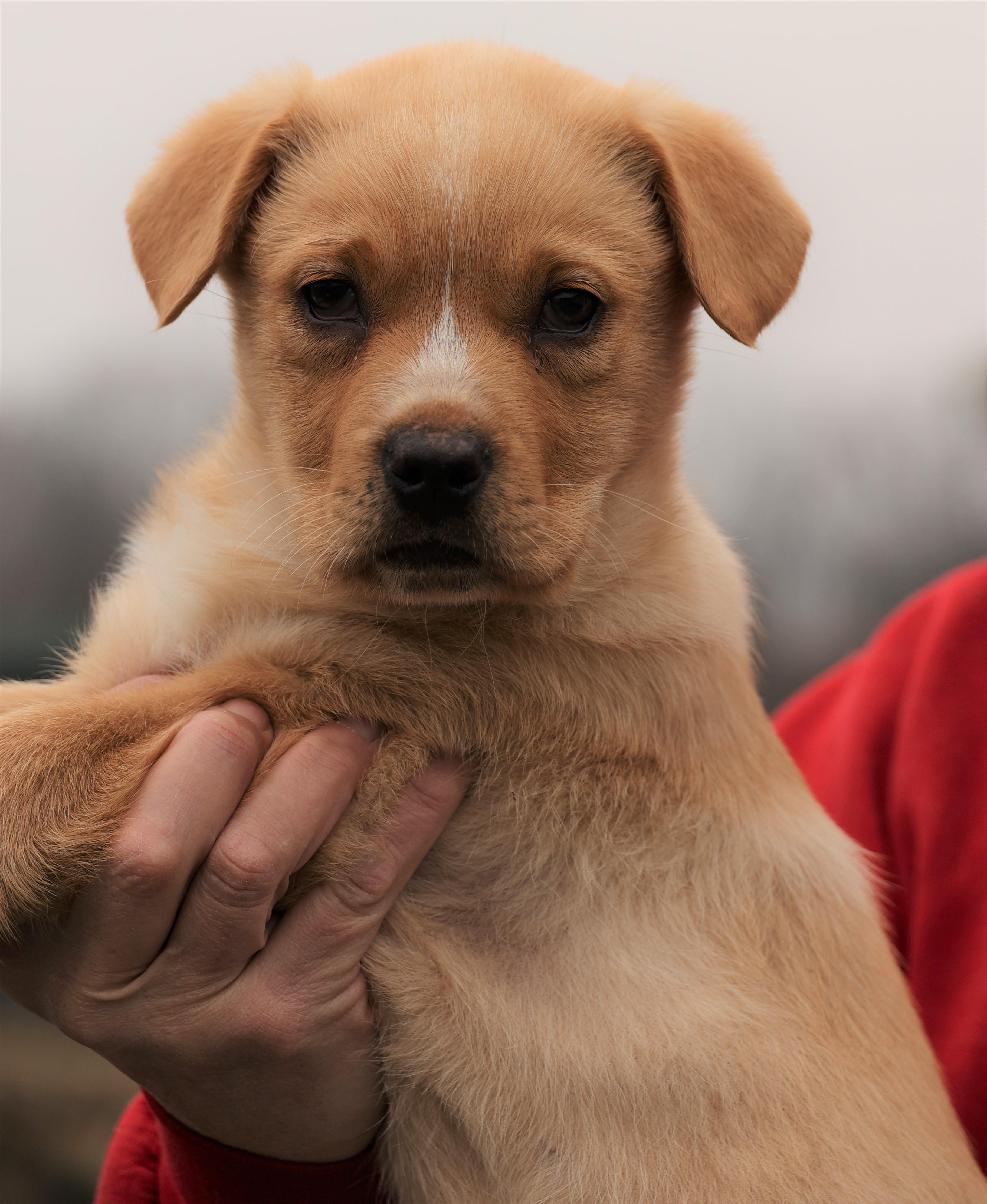 Enlarge Karma-Available @Petsmart 3/1! www.lhar.dog to apply! , an adoptable mixed breed in Frederick, MD image 3/5