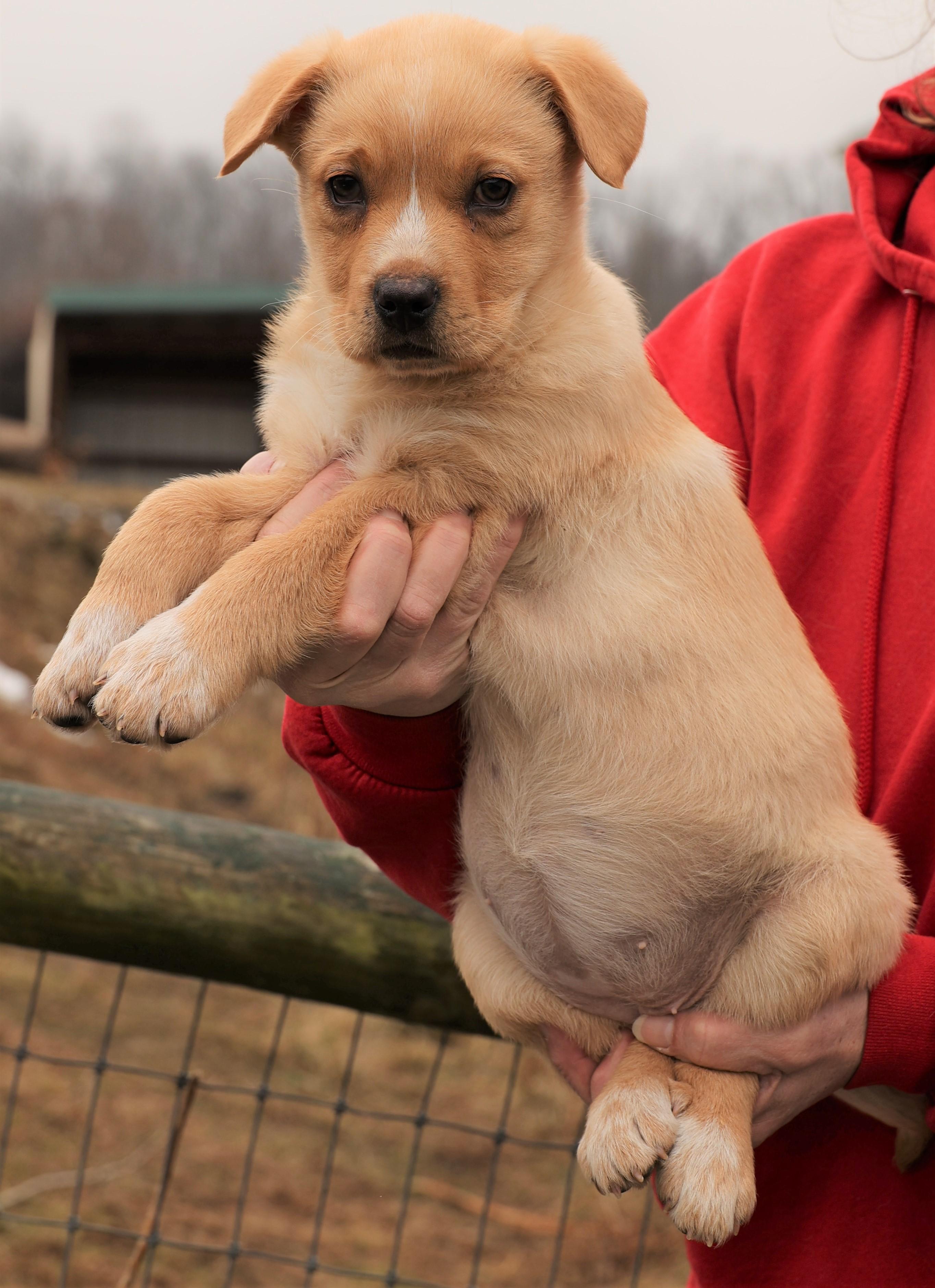 Enlarge Karma-Available @Petsmart 3/1! www.lhar.dog to apply! , an adoptable mixed breed in Frederick, MD image 5/5