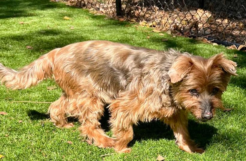 Chewy, an adopted Yorkshire Terrier in Palm Harbor, FL image 3/4