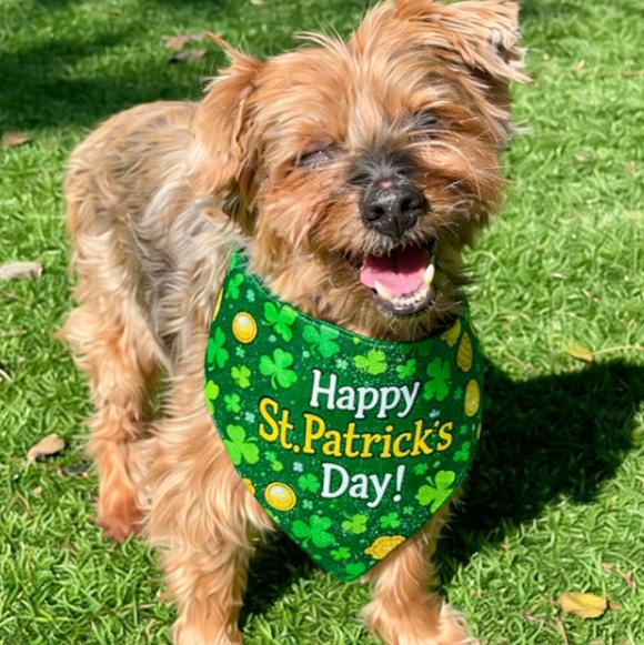 Chewy, ADOPTABLE, Senior Male Yorkshire Terrier.