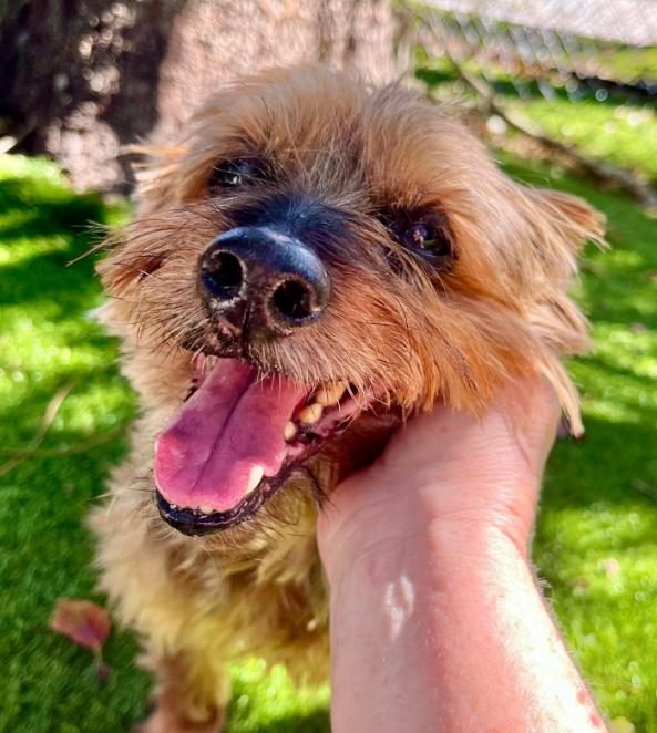 Chewy, an adopted Yorkshire Terrier in Palm Harbor, FL image 2/4
