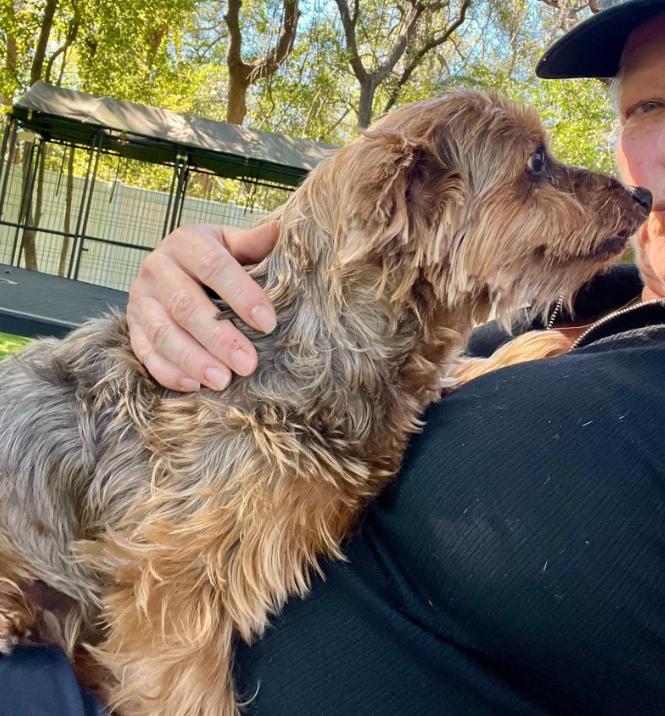 Chewy, an adopted Yorkshire Terrier in Palm Harbor, FL image 4/4