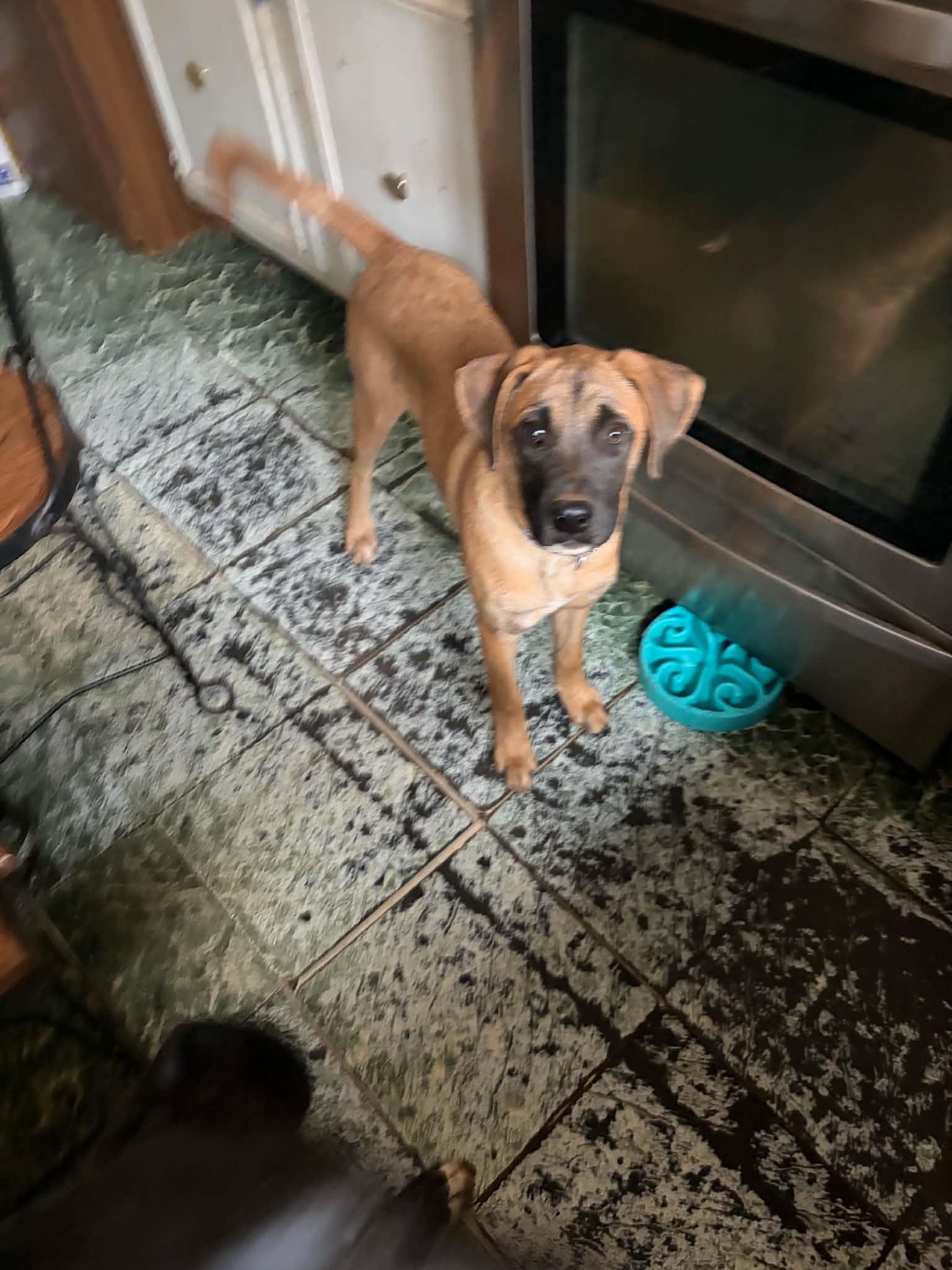 Enlarge Rocky Blue, a Adoptable mixed breed in Woburn, MA image 5/5