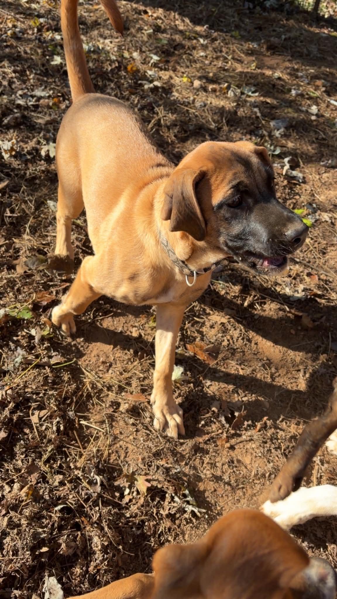 Enlarge Rocky Blue, a Adoptable mixed breed in Woburn, MA image 4/5