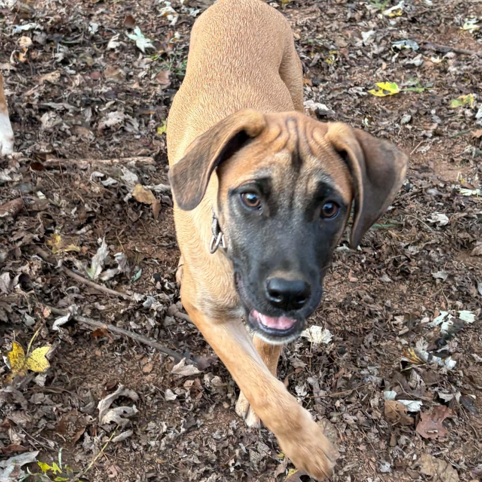 Enlarge Rocky Blue, a Adoptable mixed breed in Woburn, MA image 1/5