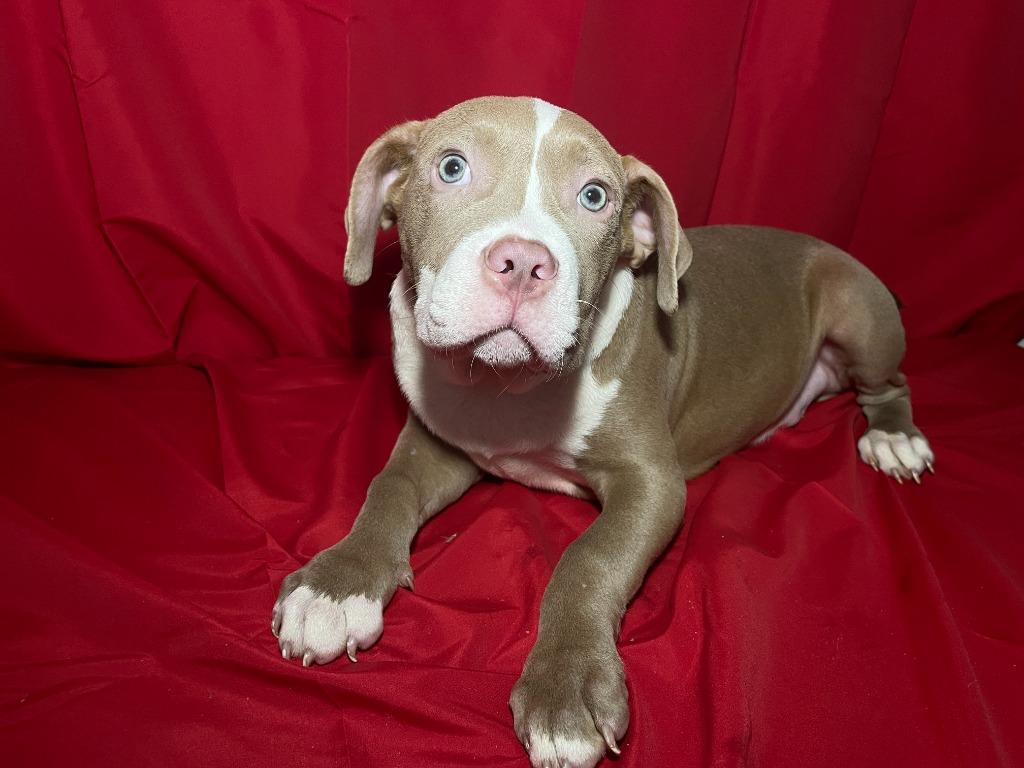 Enlarge Otis, a Adopted mixed breed in Pittsfield, IL image 1/1