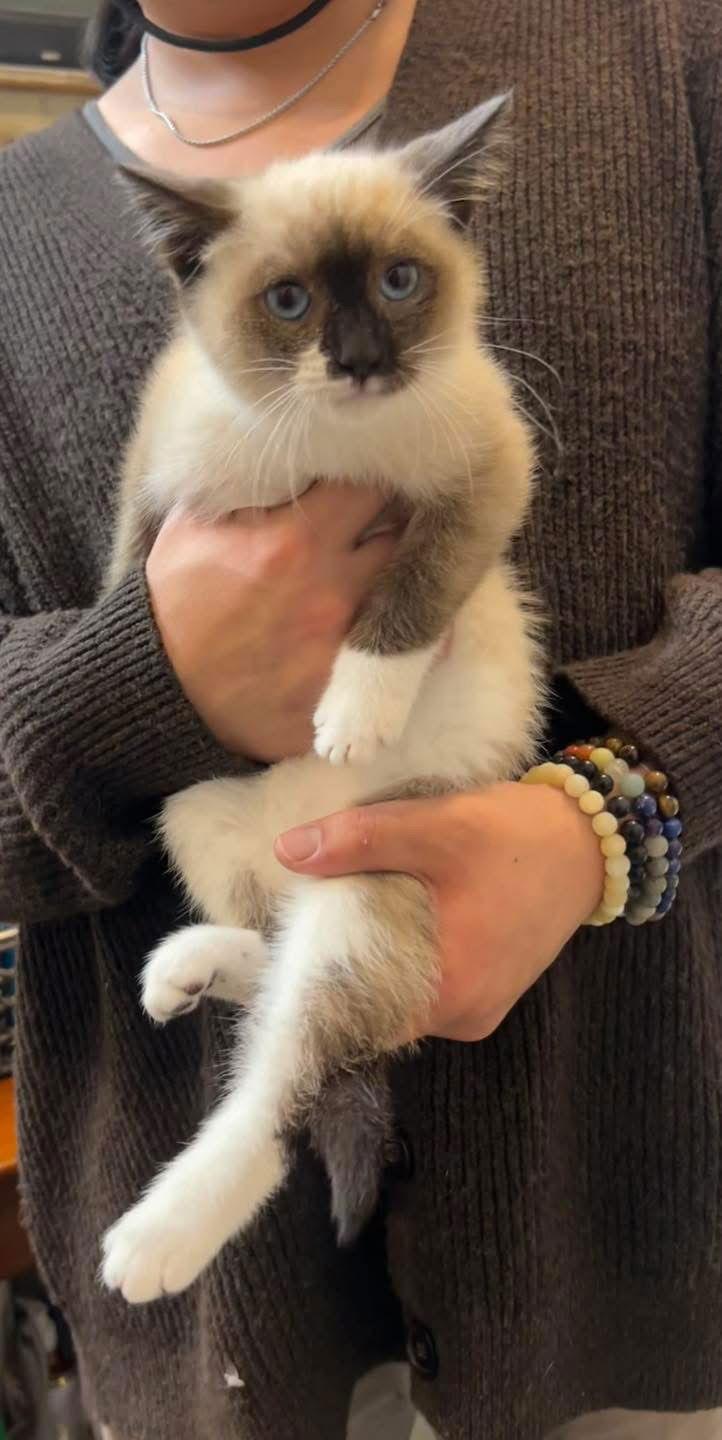 Albert, Adopted, Kitten Male Snowshoe & Siamese.