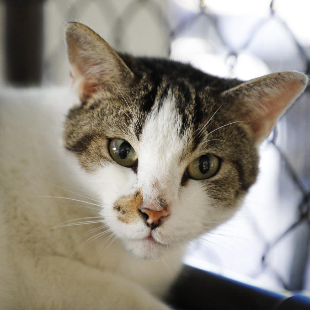 Enlarge Piper, a Adoptable Domestic Short Hair in Tampa, FL image 1/3