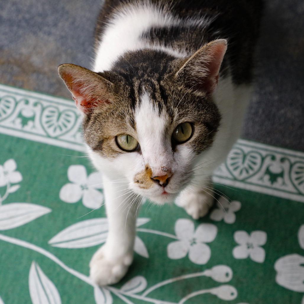 Enlarge Piper, a Adoptable Domestic Short Hair in Tampa, FL image 3/3