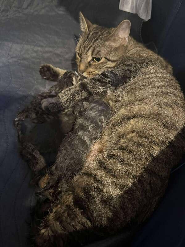 Savannah, a ADOPTABLE Domestic Short Hair in Mississauga, ON image 3/3