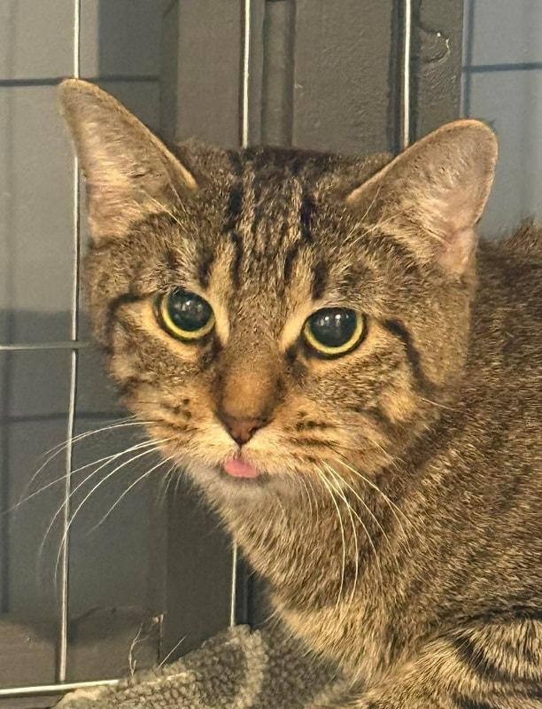 Savannah, ADOPTABLE, Young Female Domestic Short Hair.