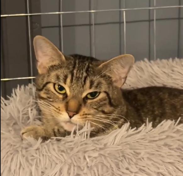 Savannah, a ADOPTABLE Domestic Short Hair in Mississauga, ON image 2/3