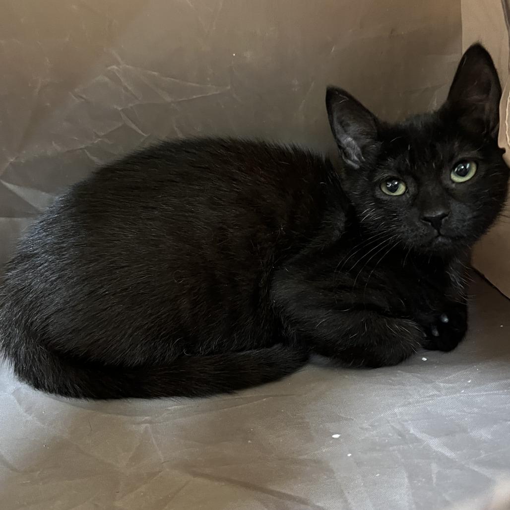 Willy Wonka, Adoptable, Young Male Domestic Short Hair.