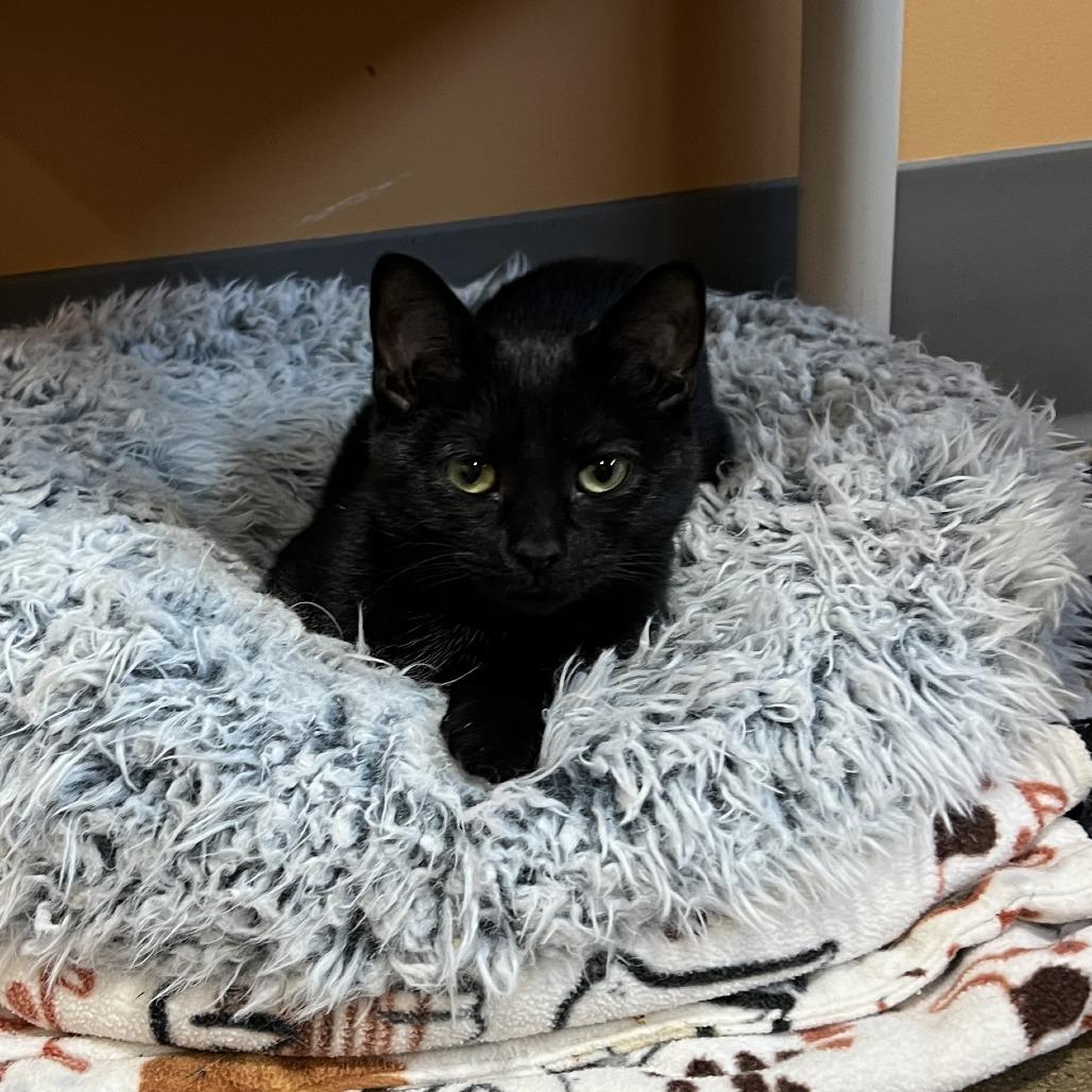 Enlarge Willy Wonka, a Adoptable Domestic Short Hair in Wadena, MN image 2/5