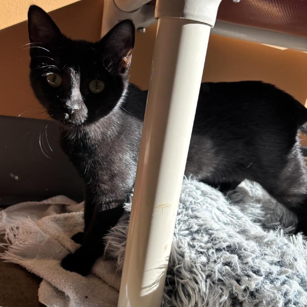 Enlarge Willy Wonka, a Adoptable Domestic Short Hair in Wadena, MN image 3/5