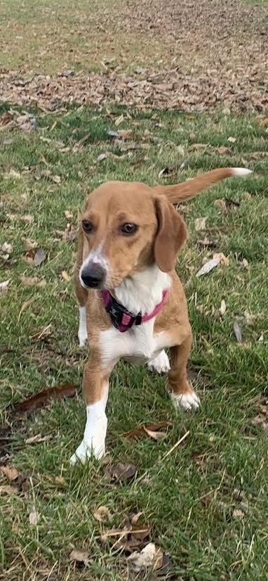 Enlarge Daisy, an adopted mixed breed in Seattle, WA image 1/5