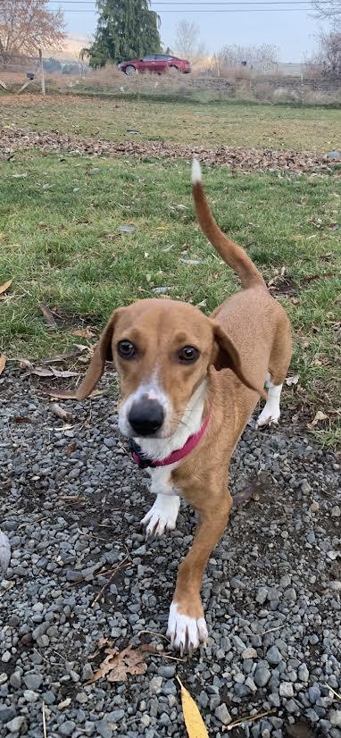 Enlarge Daisy, an adopted mixed breed in Seattle, WA image 3/5