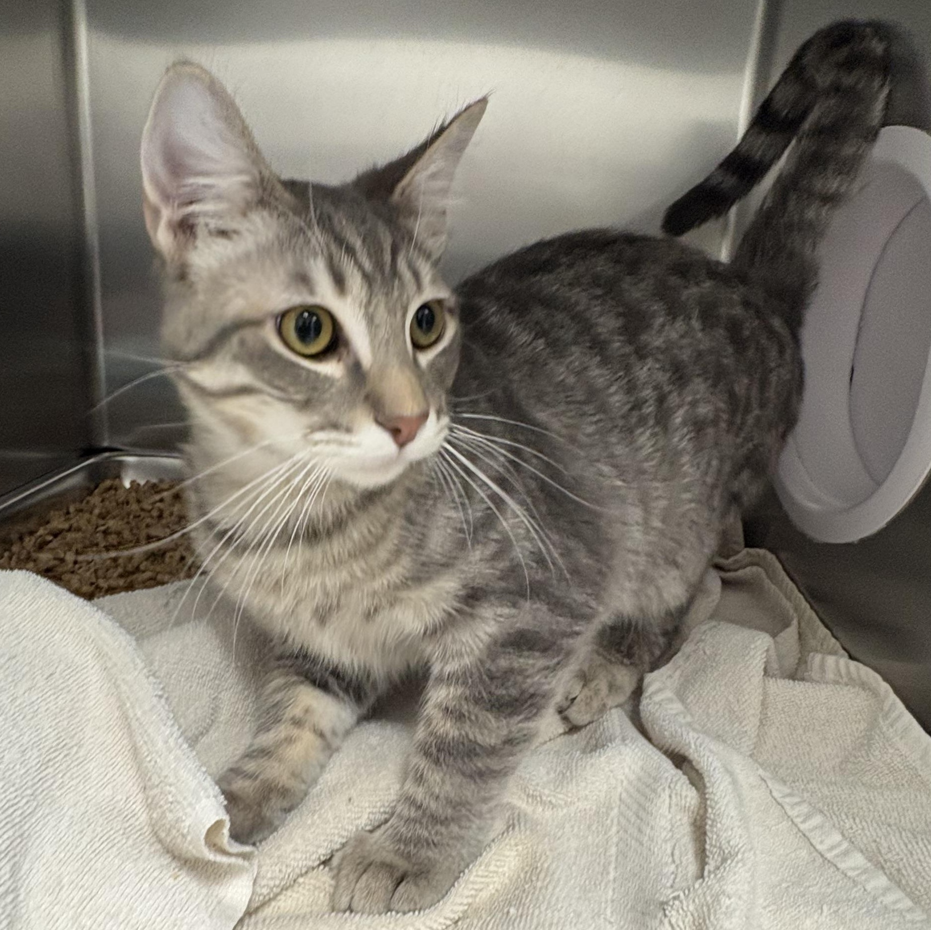 Enlarge Kobe, an adopted Domestic Short Hair in Shasta Lake, CA image 3/5