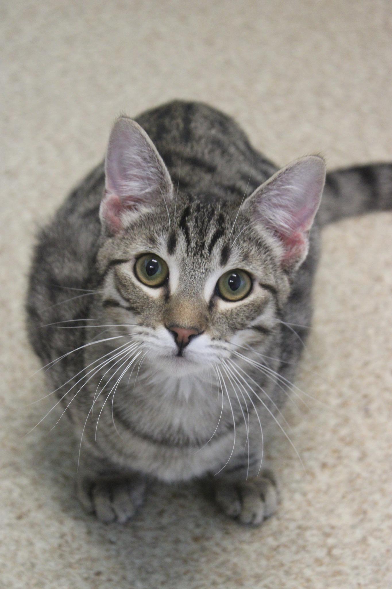 Kobe, adopted, Adult Male Domestic Short Hair.