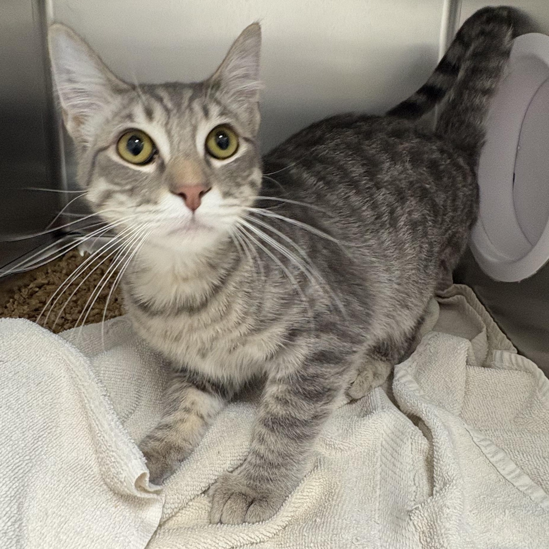Enlarge Kobe, an adopted Domestic Short Hair in Shasta Lake, CA image 4/5