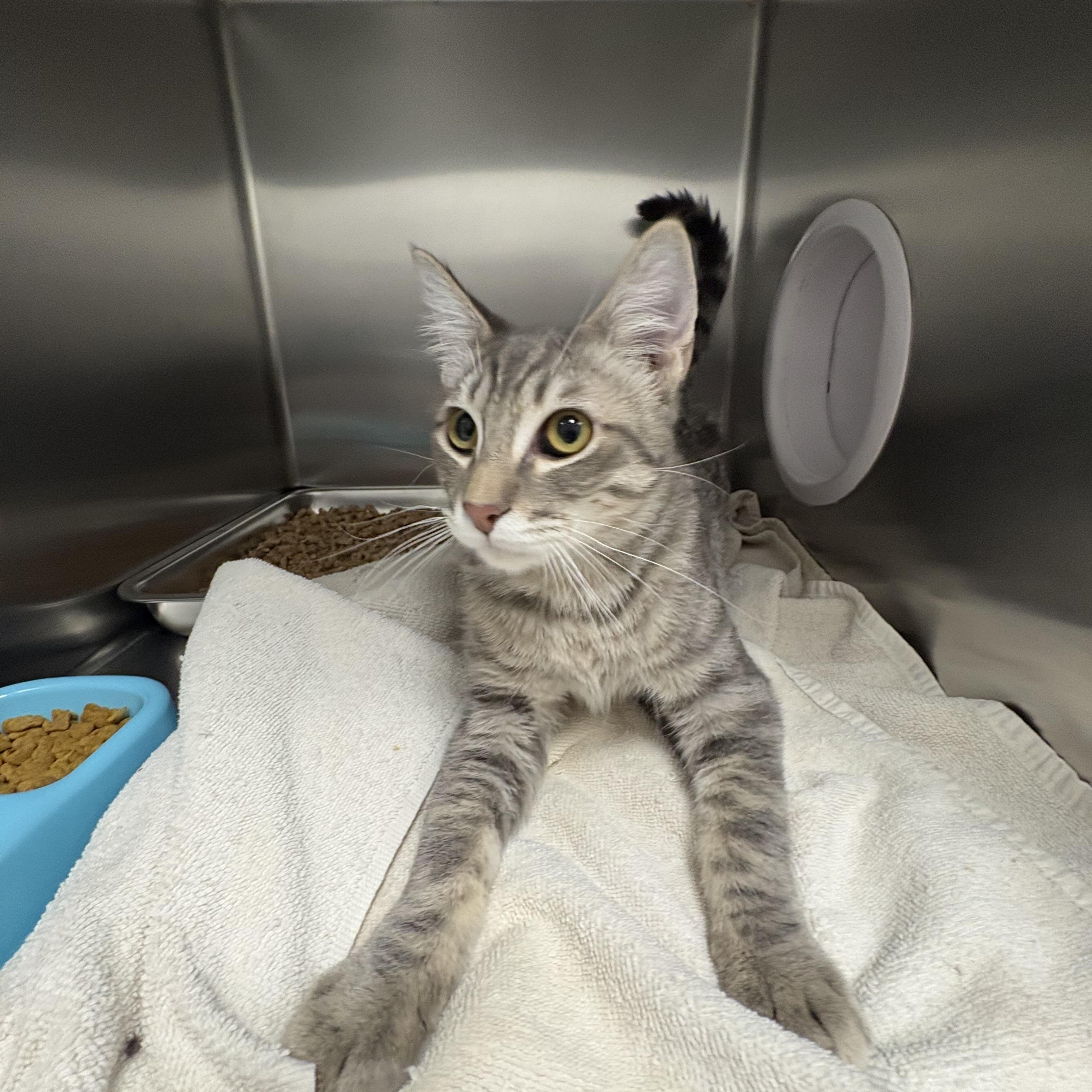 Enlarge Kobe, an adopted Domestic Short Hair in Shasta Lake, CA image 2/5