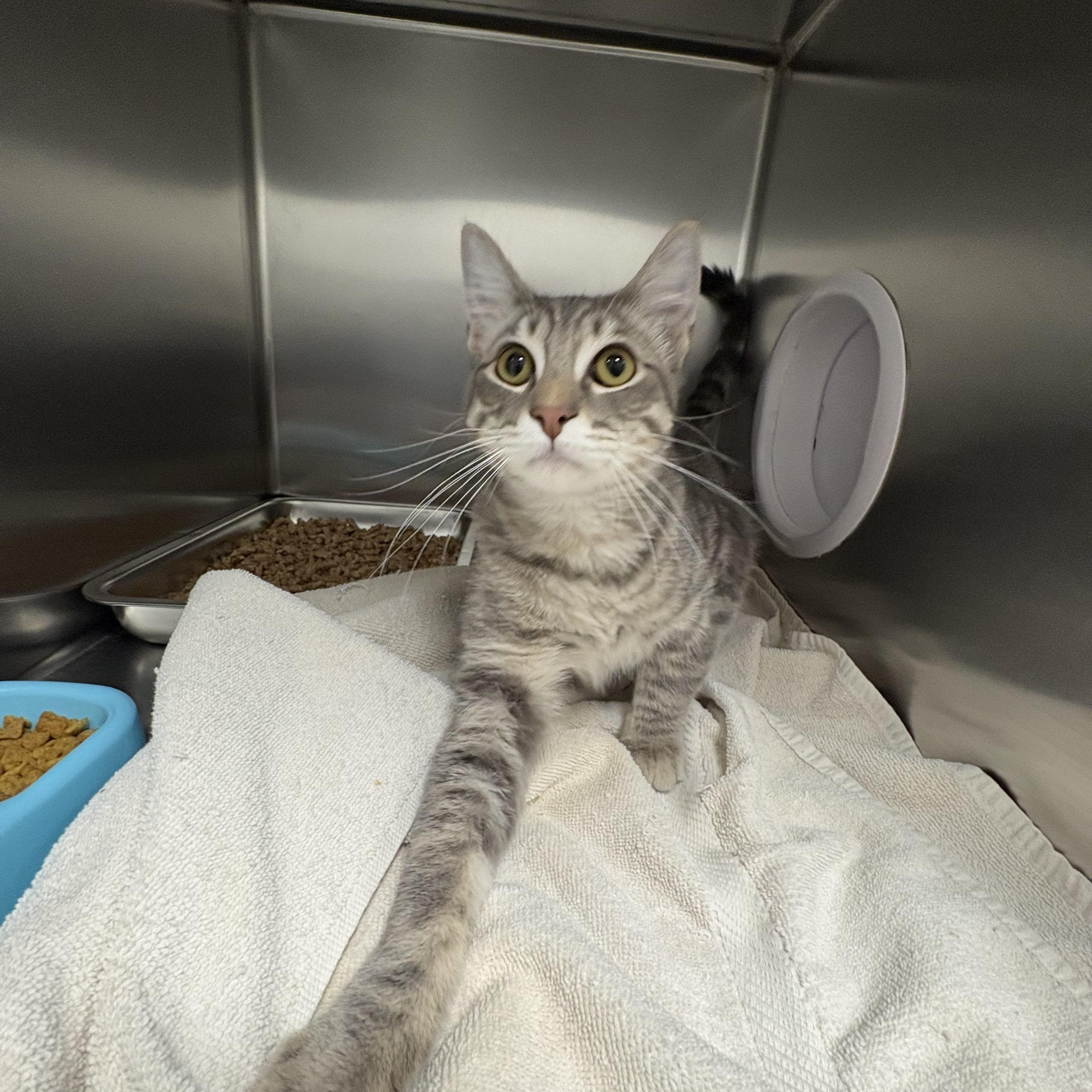 Enlarge Kobe, an adopted Domestic Short Hair in Shasta Lake, CA image 5/5