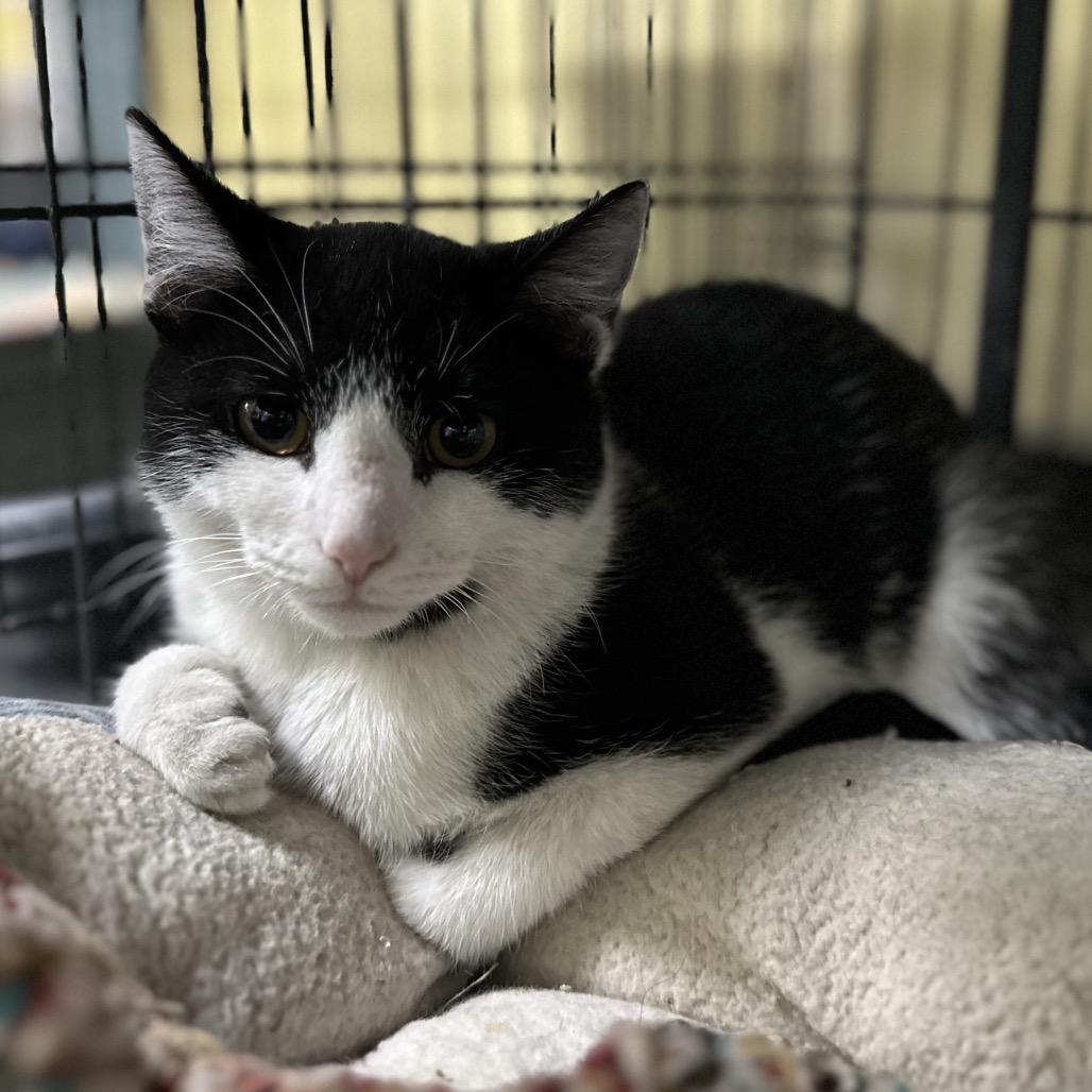 Jordan, Adoptable, Adult Male Domestic Short Hair.