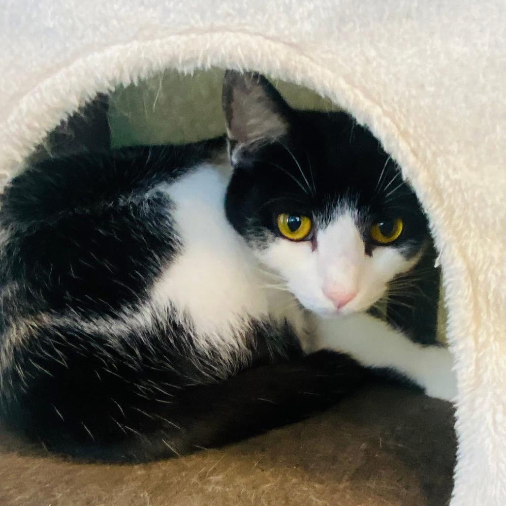 Jordan, a Adoptable Domestic Short Hair in Mount Vernon, IN image 2/6