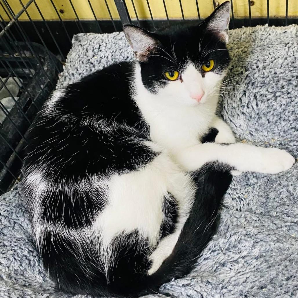 Jordan, a Adoptable Domestic Short Hair in Mount Vernon, IN image 3/6