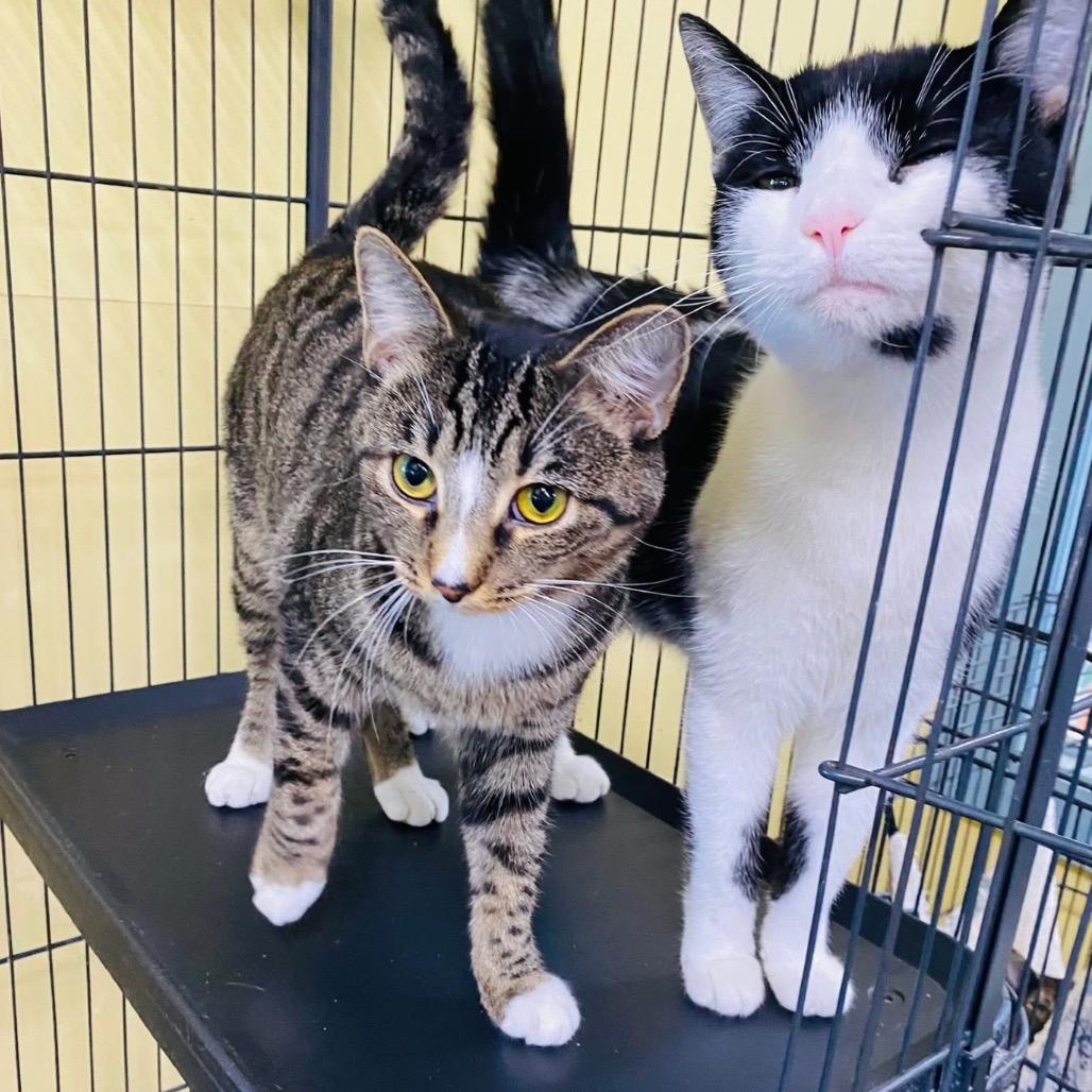 Jordan, a Adoptable Domestic Short Hair in Mount Vernon, IN image 5/6