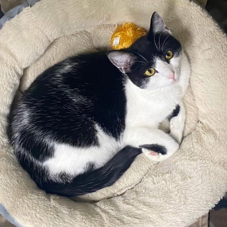 Jordan, a Adoptable Domestic Short Hair in Mount Vernon, IN image 6/6