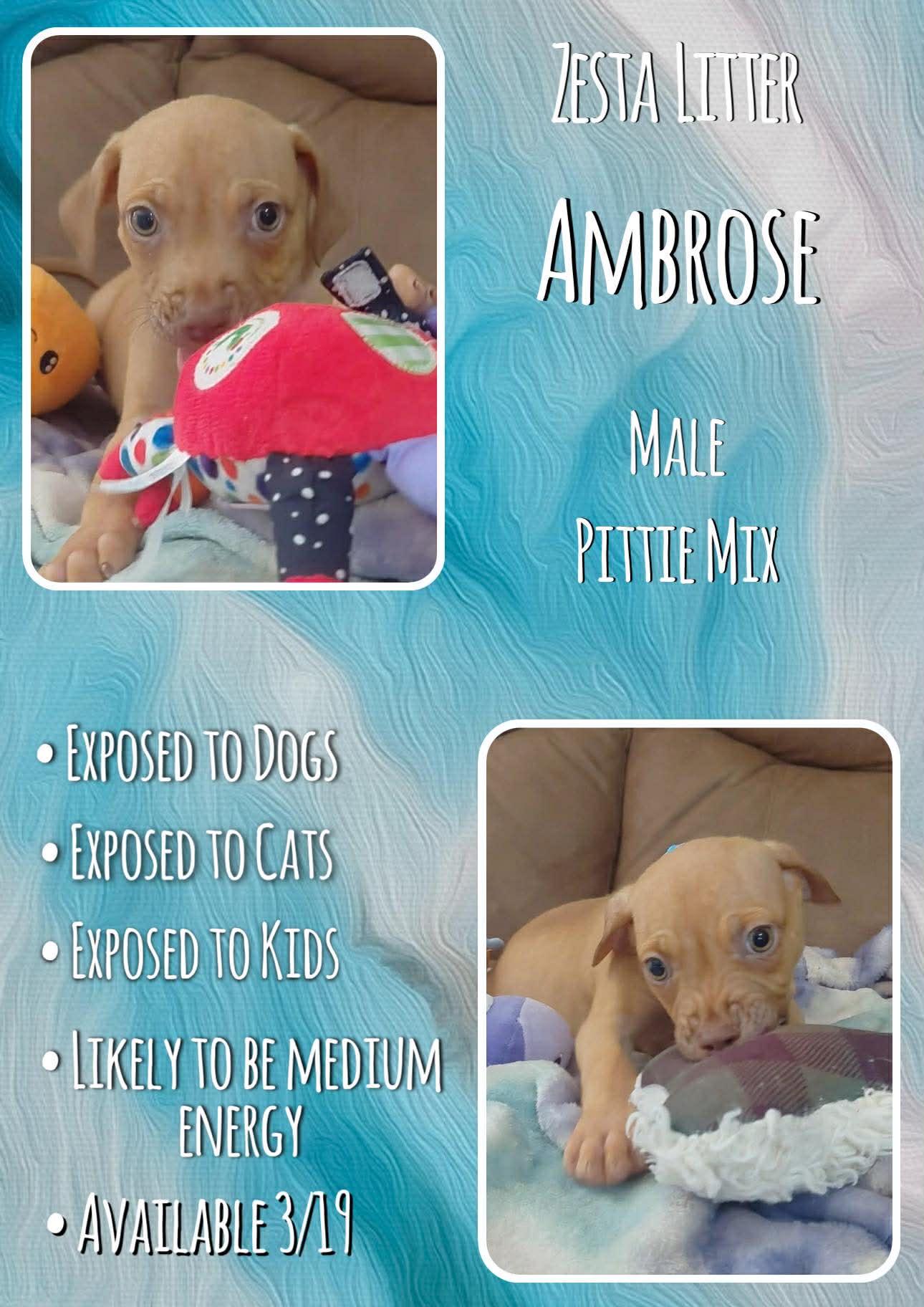 Enlarge Ambrose - Zesta, a Adoptable Pit Bull Terrier in Jacksonville, NC image 1/1