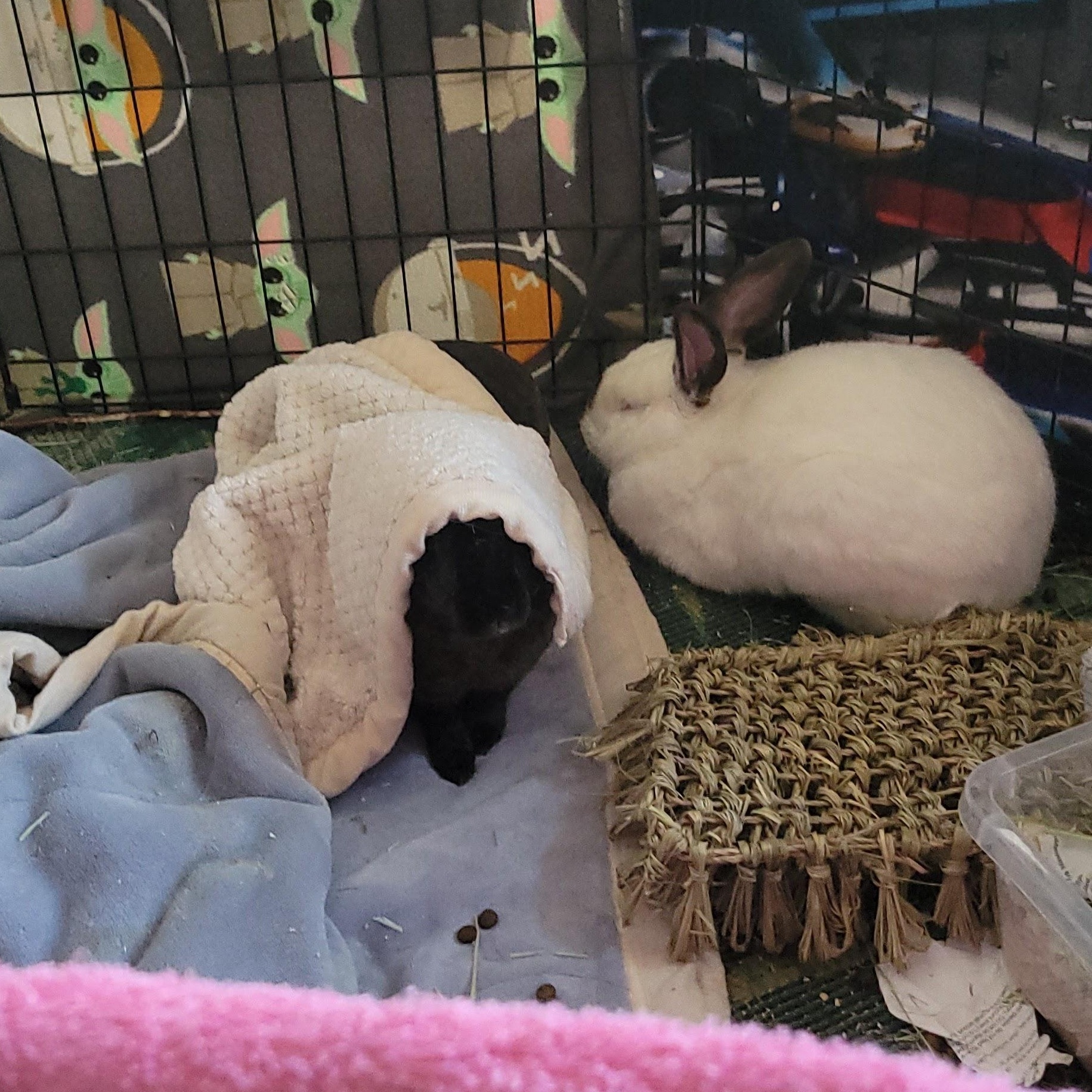 Sugar (bk) & Valentino (w), Adoptable, Adult Male Californian & Rex.