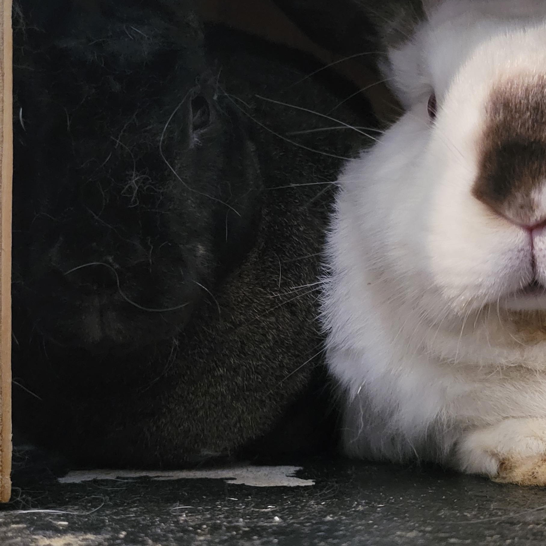 Enlarge Sugar (bk) & Valentino (w), a Adoptable mixed breed in Seminary, MS image 3/6