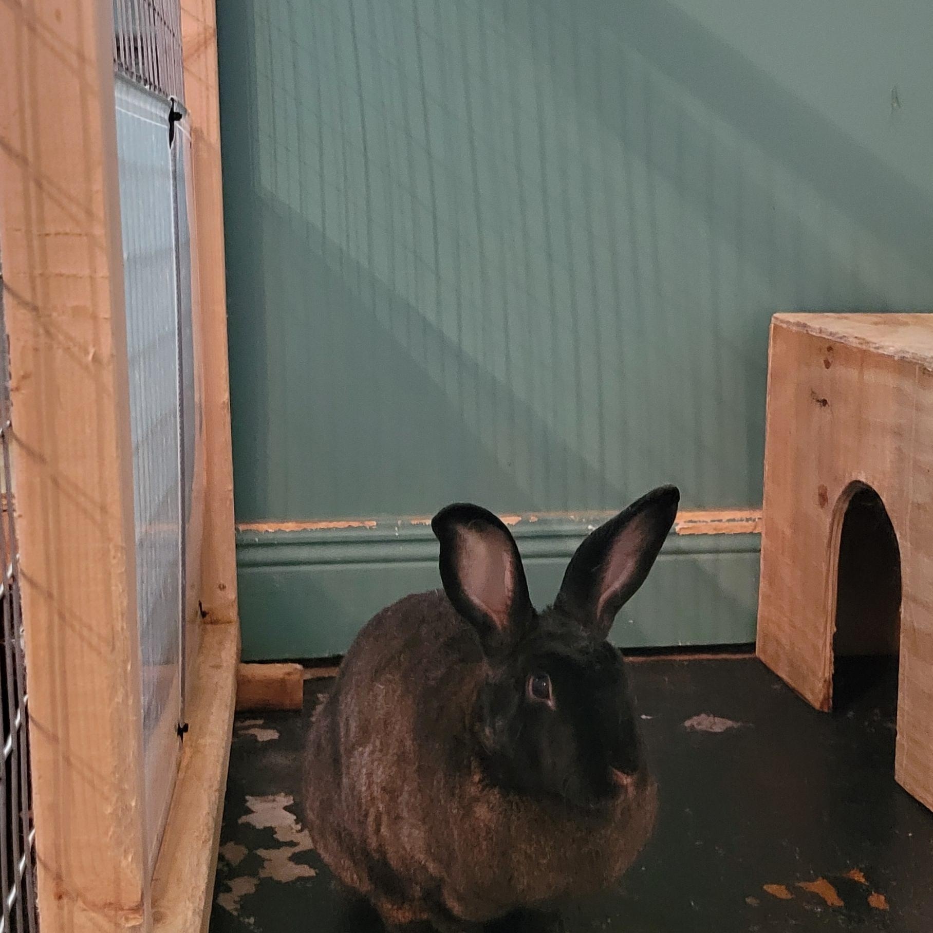 Enlarge Sugar (bk) & Valentino (w), a Adoptable mixed breed in Seminary, MS image 4/6