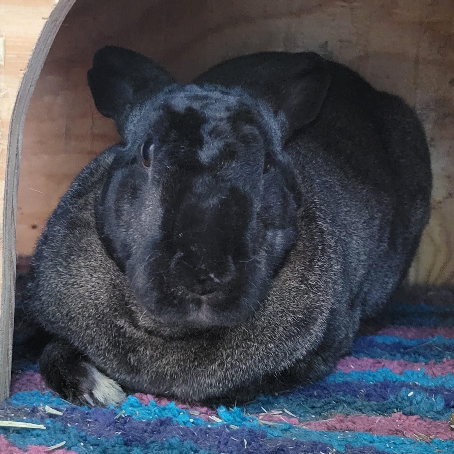 Enlarge Sugar (bk) & Valentino (w), a Adoptable mixed breed in Seminary, MS image 5/6