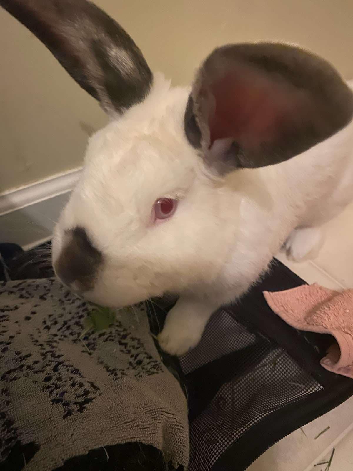 Enlarge Sugar (bk) & Valentino (w), a Adoptable mixed breed in Seminary, MS image 6/6