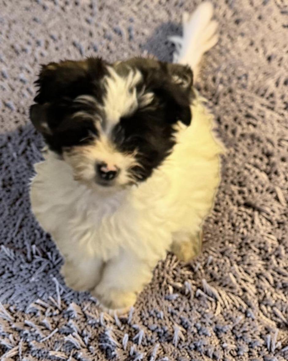 Enlarge Coco Puff , an adopted mixed breed in Los Angeles, CA image 3/5