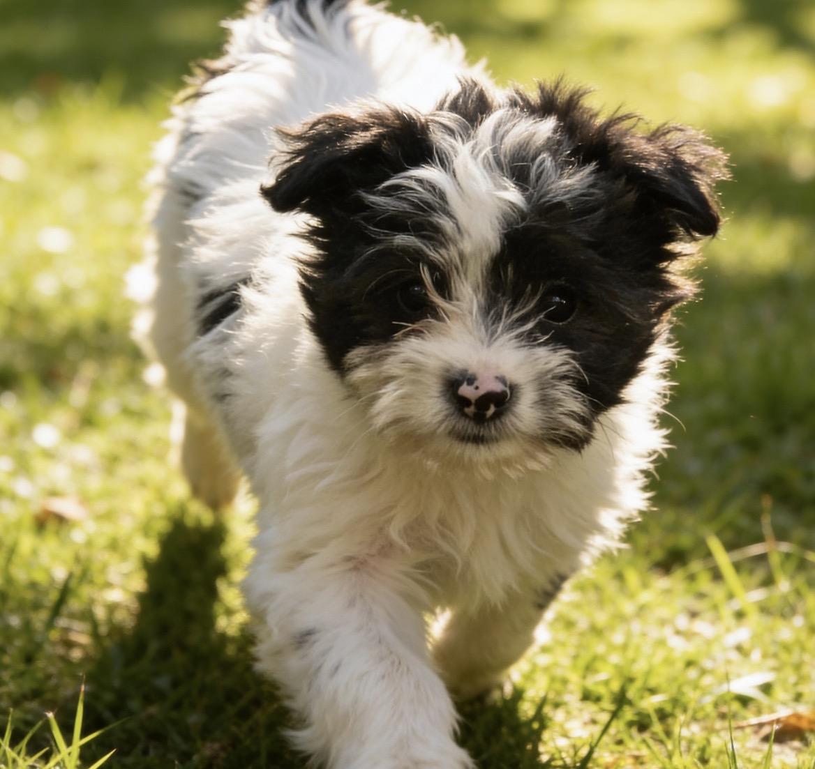 Enlarge Coco Puff , an adopted mixed breed in Los Angeles, CA image 1/5