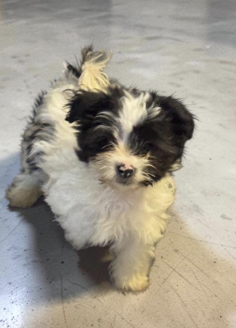 Enlarge Coco Puff , an adopted mixed breed in Los Angeles, CA image 4/5