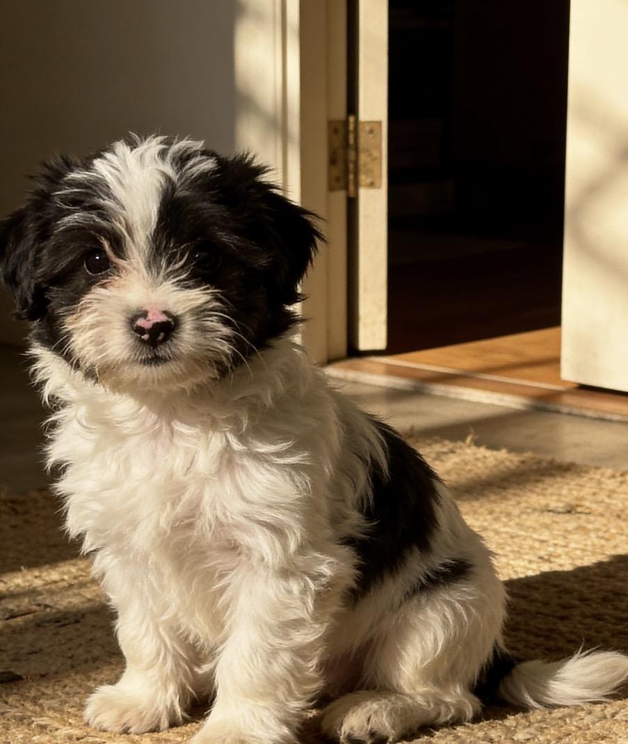 Enlarge Coco Puff , an adopted mixed breed in Los Angeles, CA image 5/5