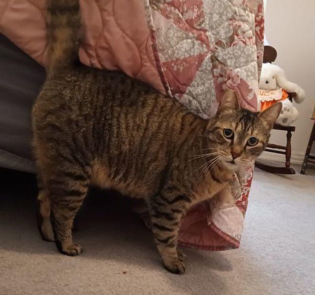 Layla, Adoptable, Adult Female Domestic Short Hair.