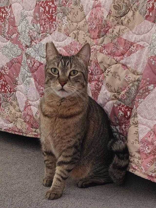 Layla, a Adoptable Domestic Short Hair in Tampa, FL image 2/3